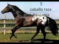 las diez mejores razas de caballos