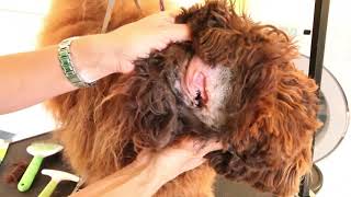 Royal Diamond Labradoodles, Cleaning & Flushing the Ears.mov