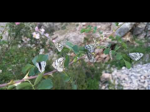 Семь озер, Таджикистан, Пенджикент   (Seven Lakes, Tajikistan, Panjakent)