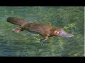 Platypus the worlds strangest animal nature documentary