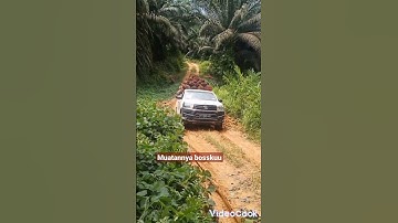 Langsir sawit 4×4 HILUX muatannya full menanjak dengan santai#shorts