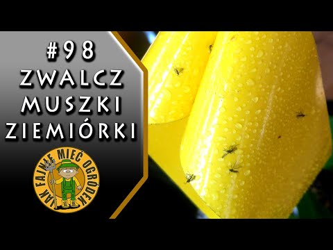 Wideo: 3 sposoby na zrobienie muszki