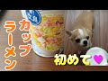 【307日】初めてのカップラーメンを欲しがるチワワ犬に、ほんの少しあげてみました。Chihuahua dog eats an instant noodle for his first time.