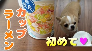 【307日】初めてのカップラーメンを欲しがるチワワ犬に、ほんの少しあげてみました。Chihuahua dog eats an instant noodle for his first time.