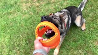 German shepherd ball play by GS-K9 Academy  69 views 3 years ago 1 minute, 13 seconds