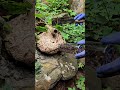 Harvesting Hornets from the Wild