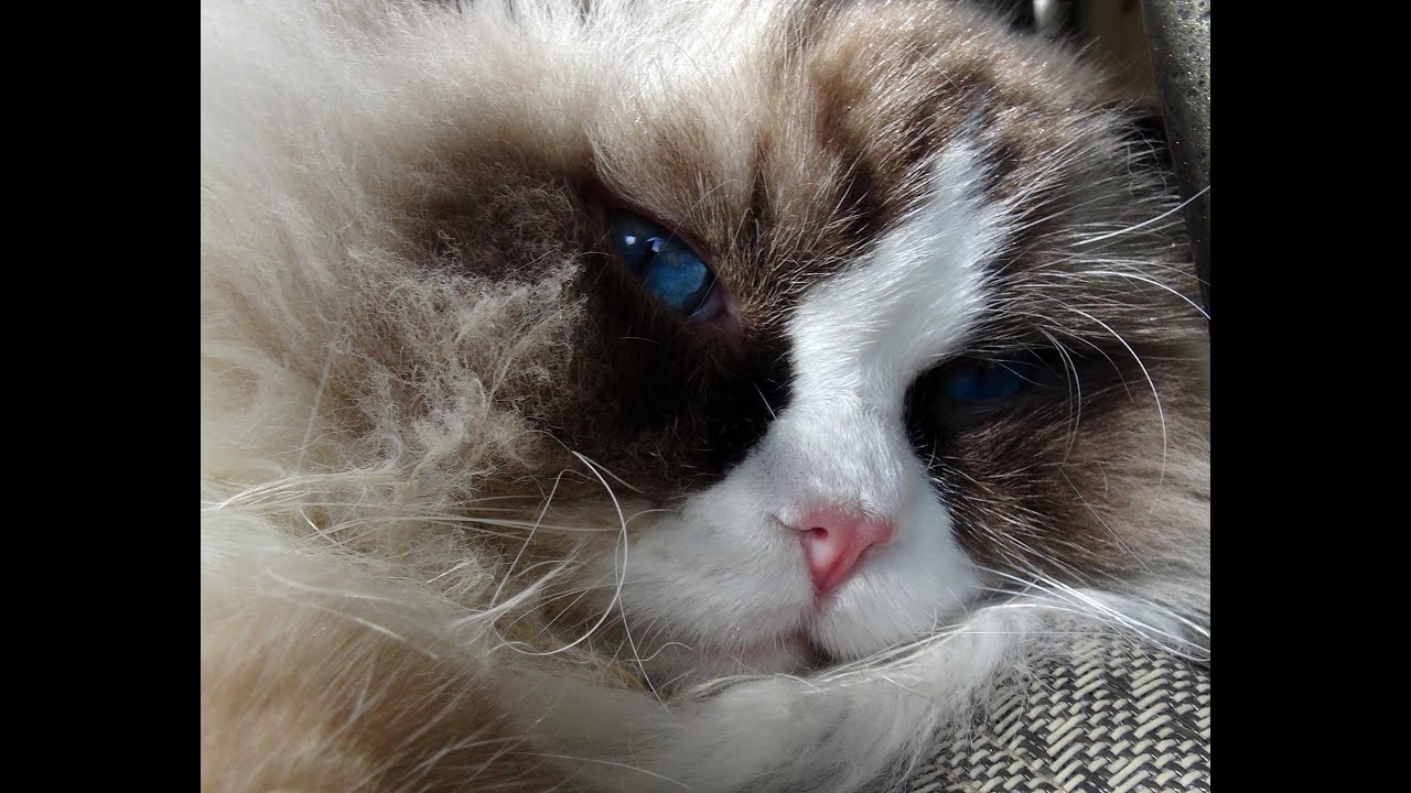 Immersing You Into The Lives Of 9 Ragdoll Kitties! - YouTube