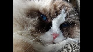 Immersing You Into The Lives Of 9 Ragdoll Kitties!