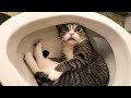 Funniest cats and dogs   funny animals 30