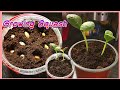 How to grow squash from store bought