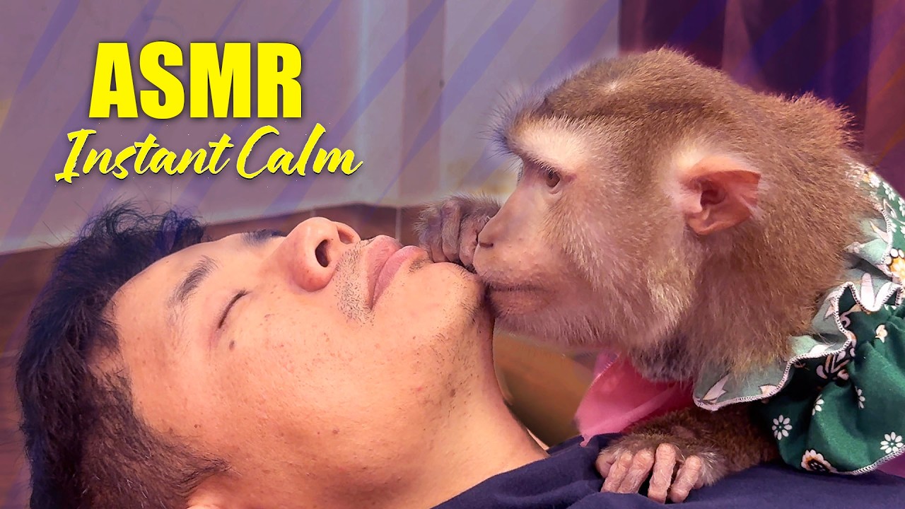 ASMR Monkey | Judy's Ultimate Tapping & Scratching For Instant Calm & Sleep (No Talking)