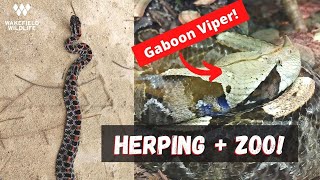 Herping Central Florida AND Herpetarium! Gaboon Viper, Pygmy Rattlesnakes, and more!
A fun camping trip to central Florida included some herping and a trip to the Central Florida Zoo Herpetarium. Check out the huge Gaboon Viper, my favorite snake species! Herping Central Florida AND Herpetarium! Gaboon Viper, Pygmy Rattlesnakes, and more!