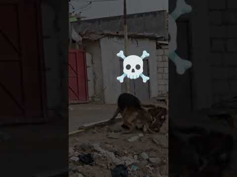 صلبوخ وكلبه روك يقاتل الكلاب  صلبوخ اهميه   اعتني