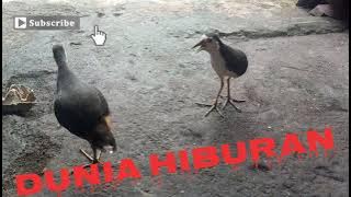 Burung ruwak ruwak gacor dor