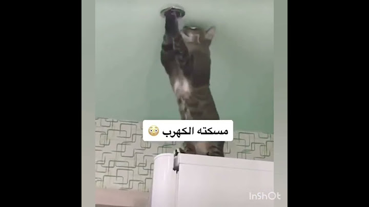 (فيديو جديد ) تجميع مقاطع مضحكة للقطط 🐱🐱