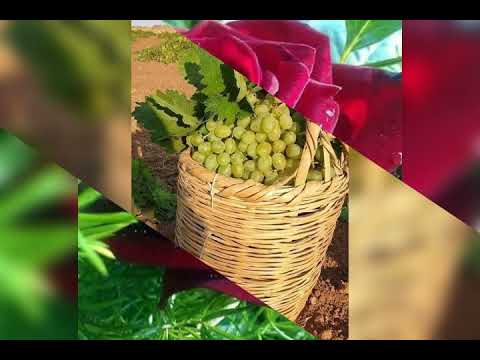 خليل ابراهيم لي كولي تراث عفرين
