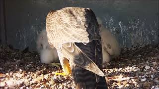 12th May 2024 Snack Time by Cromer Peregrines 636 views 3 weeks ago 6 minutes