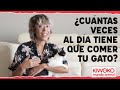 ¿Cuánto come un gato? 🐱