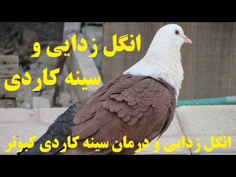 تصویری: چرا کبوتر برای پوست شما خوب نیست؟