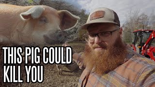 Why Pigs Are The Most Dangerous Animal