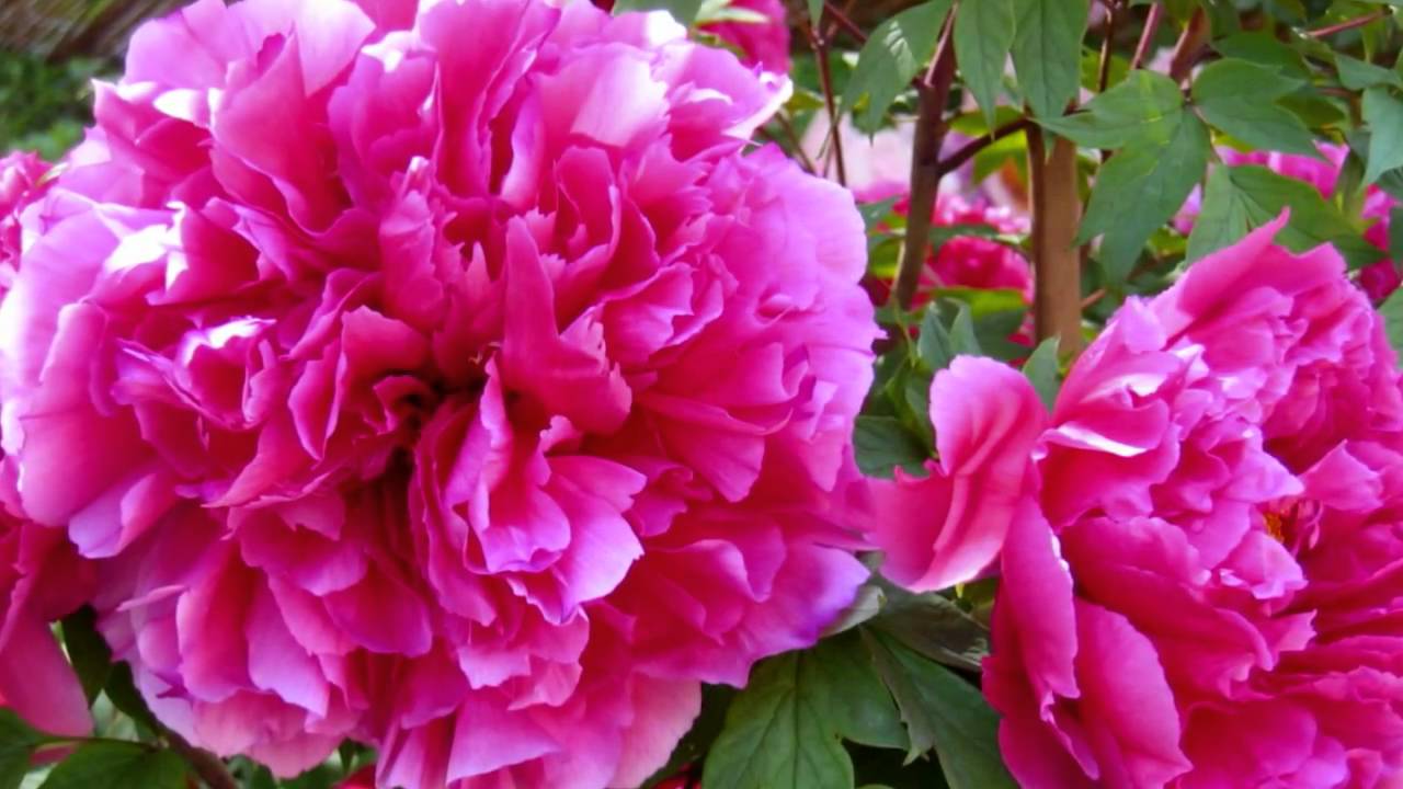 牡丹 奈良 長谷寺 Flower Peonies In Nara Japan Wmv Youtube