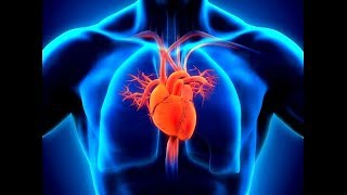 Kardi̇yovasküler Si̇stem Nedi̇r?