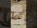 Little red mommy squirrel scores another peanut #short #squirrel #cutesquirrels