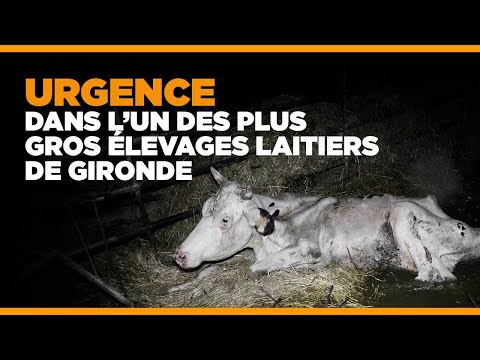 Urgence dans l'un des plus gros élevages laitiers de Gironde