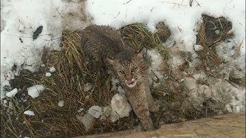 Bobcat trapping and scouting action