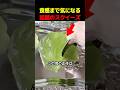食感まで気になる話題のりんごスクイーズ