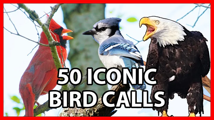 50 Iconic Bird Sounds thumbnail