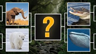 Se TODOS animais LUTASSEM, qual ganhava? - Biólogo analisa