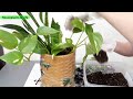 Decoration Tip::Snake plants(Sansevieria) &amp; Money plants:: How to make a decorative arrangement