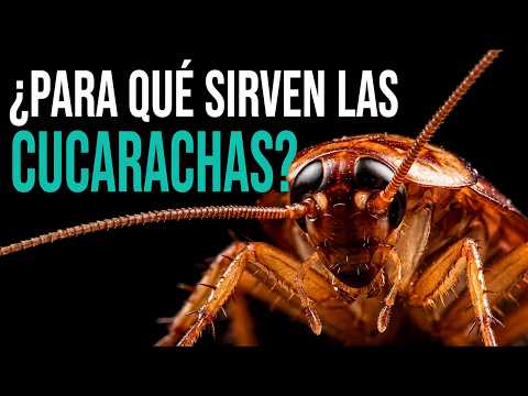 CUCARACHAS: ¿Cómo Llegan A Tu Casa Y Cuál Es La Mejor Forma De Eliminarlas? | Documental De Animales