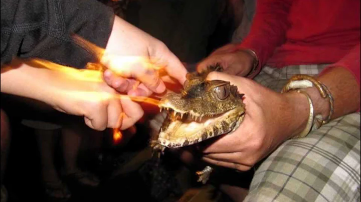 Projects Abroad Conservation Project At Taricaya Lodge, Puerto Maldonado, Peru