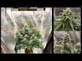 Free test mars hydro ts1000 led grow light upgraded version  grow tutorial from seed to flower