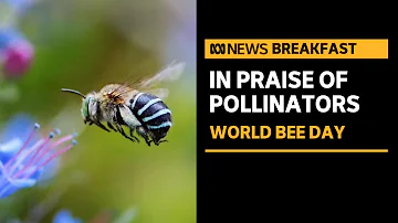 Computer scientists apply skills to learn about and protect bees | ABC News