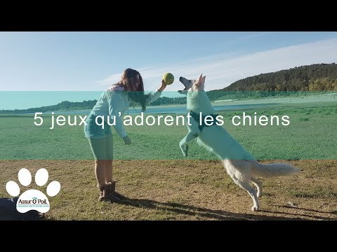 Vidéo: Jeux amusants pour les chiots à jouer