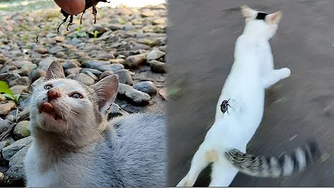 猫いじめ