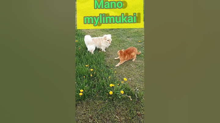 Šuniukas ir kačiukas žaidimų lauke