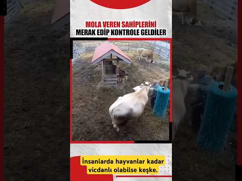 İnsanlarda hayvanlar kadar vefalı olabilse keşke. #köy #keşfet #huzur #youtube #hayvan #vefa