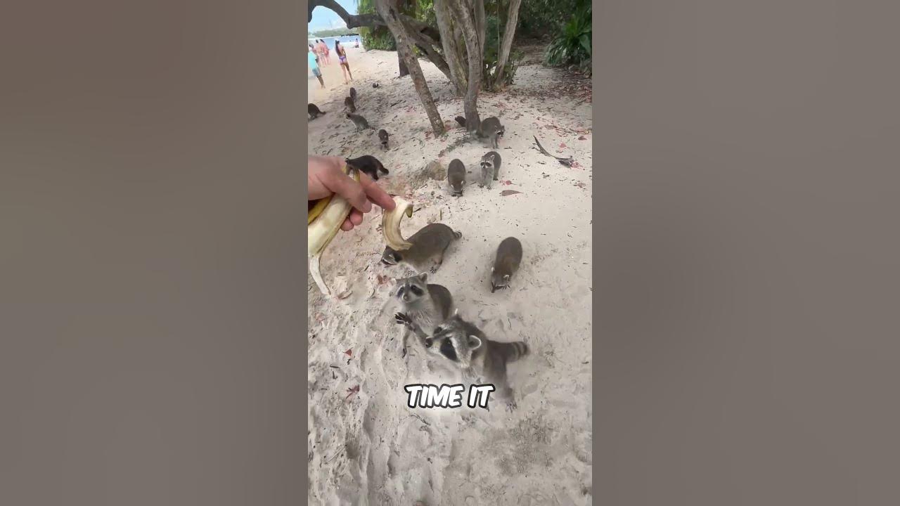 Why you should never feed raccoons if you don t have enough food 