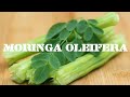 Health Benefits of Moringa oleifera