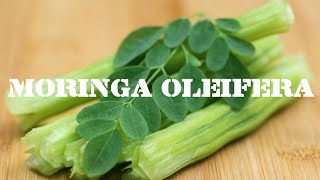Health Benefits of Moringa oleifera