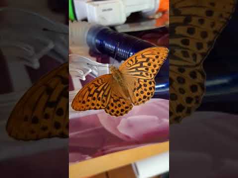 Video: Danaido monarcho drugelis: aprašymas, charakteris ir buveinė