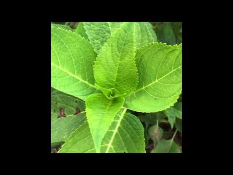 Videó: Különbség Az Anthracnose és A Cercospora Leaf Spot Között