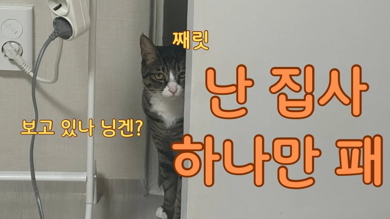 이래서 검은 머리(?) 짐승은 거두는 게 아닌가 봐요 🙄