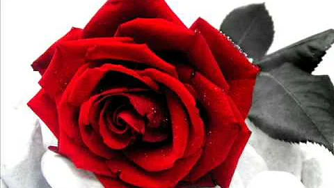 Quanto costa un mazzo di cento rose rosse?