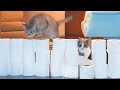 Cats vs Toilet Paper Wall Compilation