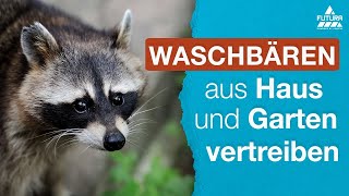 Marderabwehrgürtel gegen Marder für Fallrohre am Haus - Marder fangen